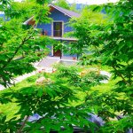 Kirayə (günlük) 3 otaqlı Bağ evi Zaqatala 3
