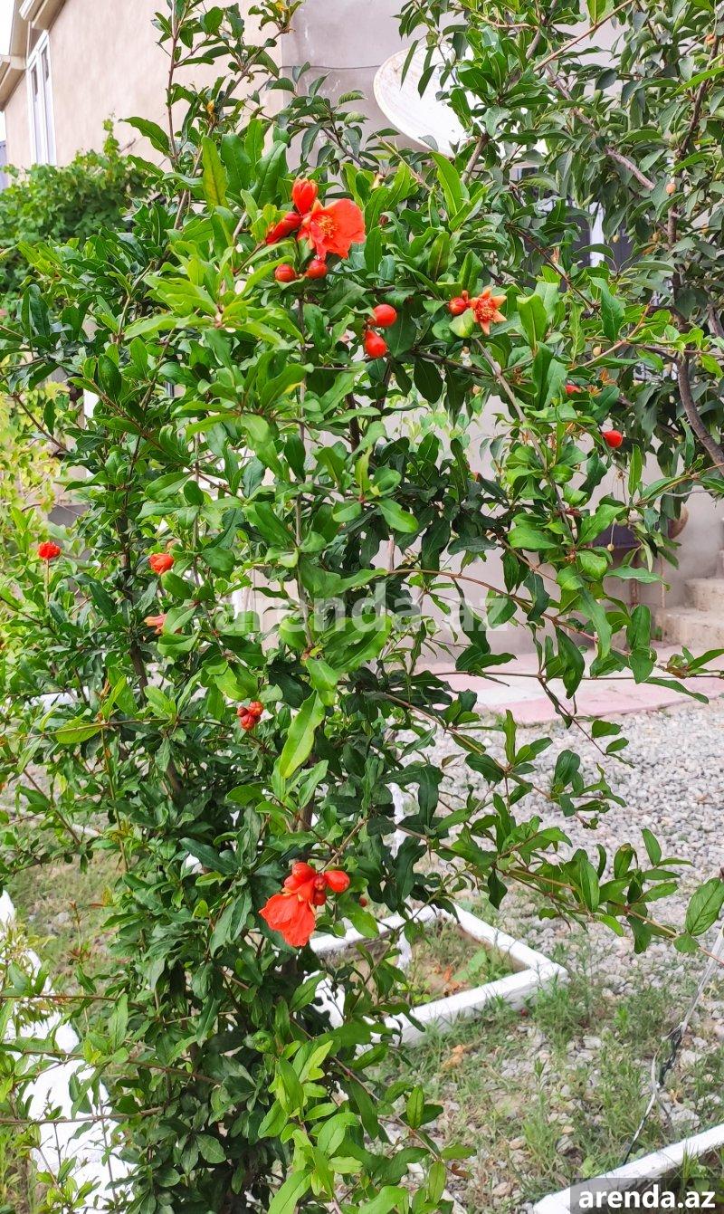 Satılır 4 otaqlı Həyət evi/villa, Buzovna, Xəzər rayonu 17 Satılır 4 otaqlı Həyət evi/villa, Buzovna, Xəzər rayonu 17