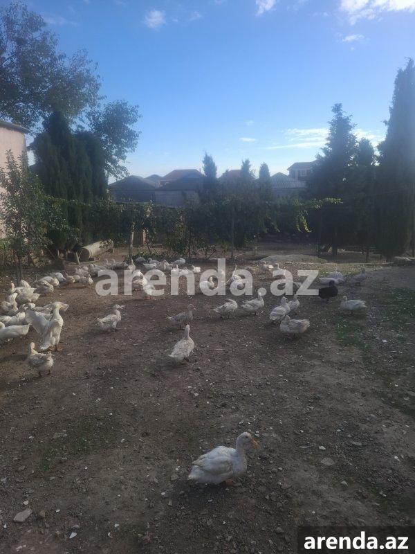 Satılır Torpaq, Mehdiabad, Abşeron rayonu 2 Satılır Torpaq, Mehdiabad, Abşeron rayonu 2