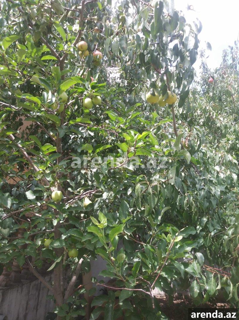 Satılır 4 otaqlı Həyət evi/villa, Hökməli, Abşeron rayonu 7 Satılır 4 otaqlı Həyət evi/villa, Hökməli, Abşeron rayonu 7