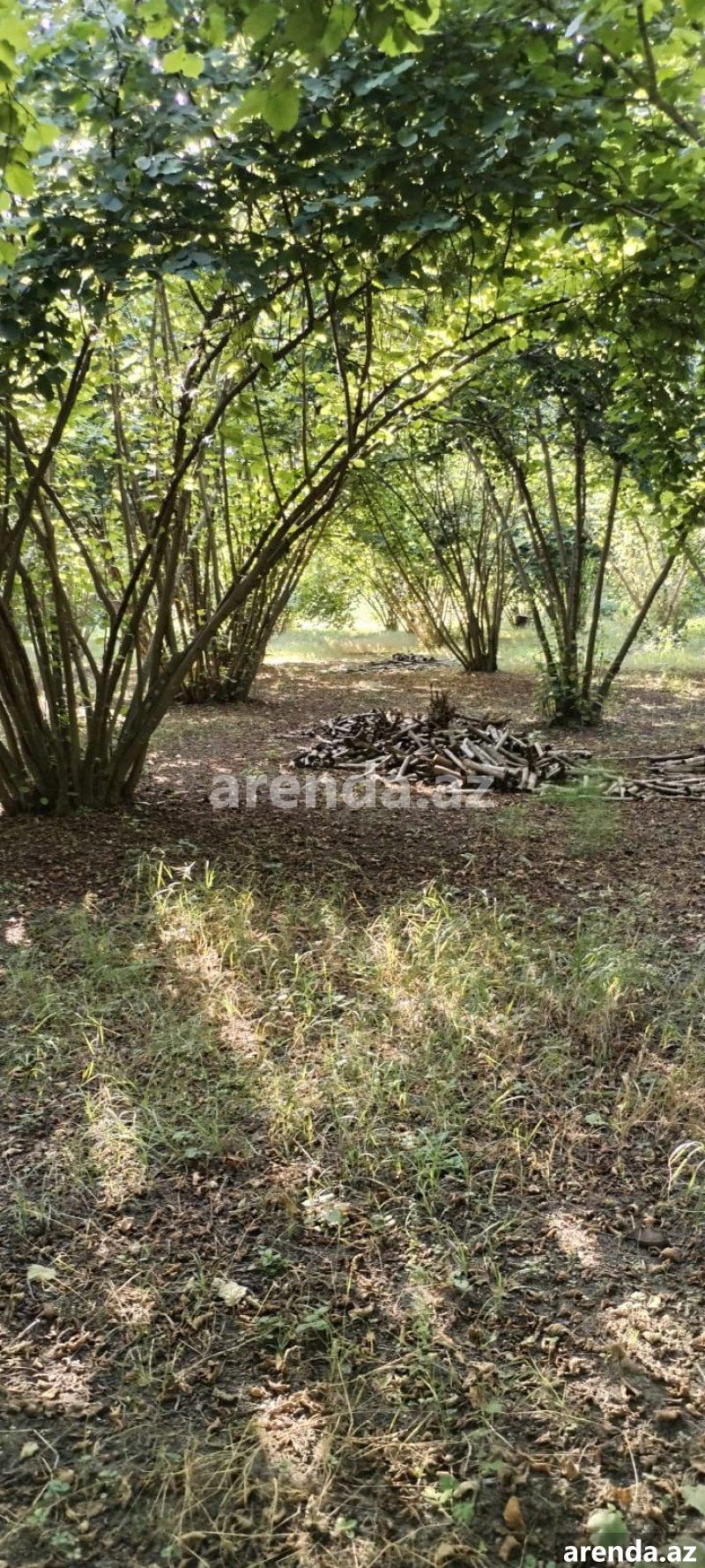 Satılır Torpaq Zaqatala 7 Satılır Torpaq Zaqatala 7