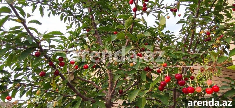 Satılır 4 otaqlı Həyət evi/villa, Buzovna, Xəzər rayonu 13 Satılır 4 otaqlı Həyət evi/villa, Buzovna, Xəzər rayonu 13