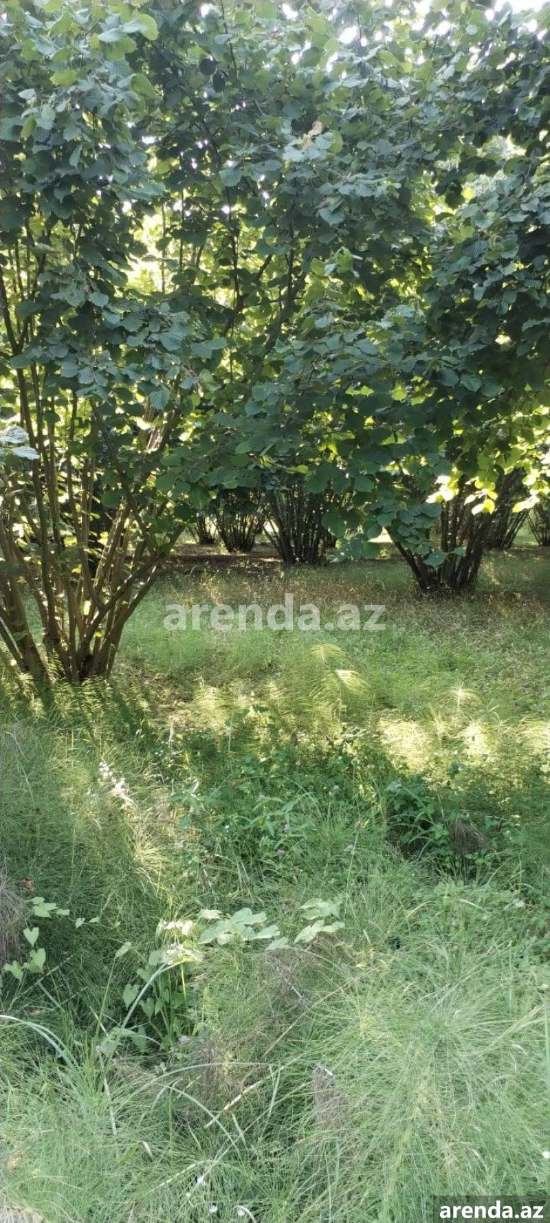 Satılır Torpaq Zaqatala 10 Satılır Torpaq Zaqatala 10