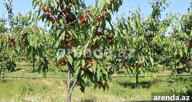Satılır Torpaq Quba 4 Satılır Torpaq Quba 4