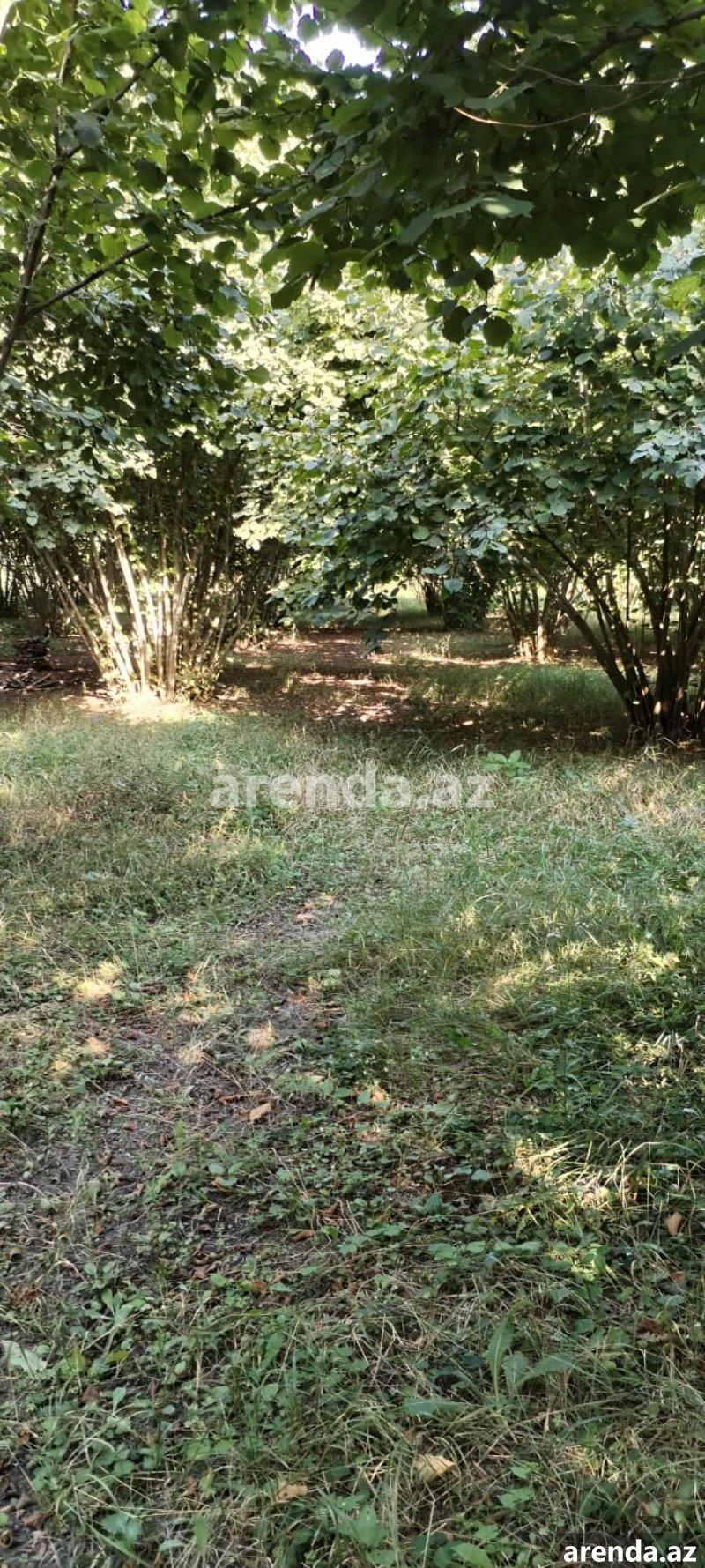 Satılır Torpaq Zaqatala 11 Satılır Torpaq Zaqatala 11