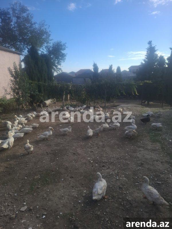 Satılır Torpaq, Mehdiabad, Abşeron rayonu 3 Satılır Torpaq, Mehdiabad, Abşeron rayonu 3