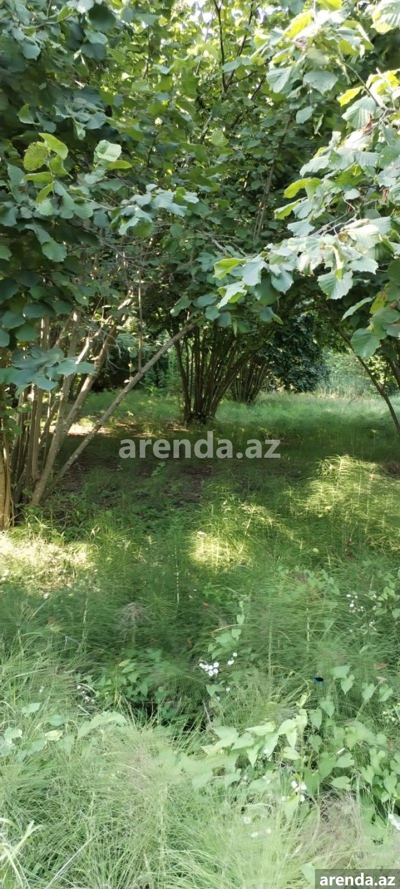 Satılır Torpaq Zaqatala 8 Satılır Torpaq Zaqatala 8