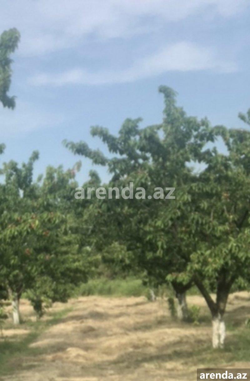 Satılır Torpaq Xaçmaz 3