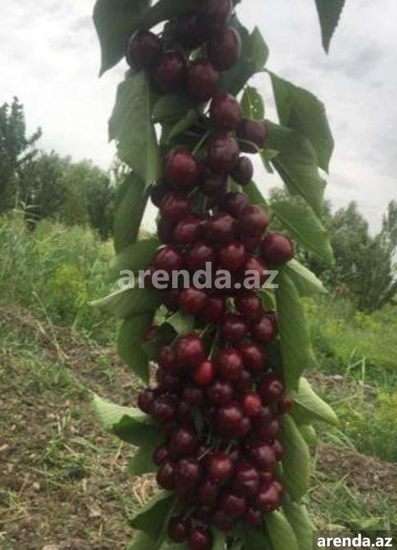 Satılır Torpaq Quba 3 Satılır Torpaq Quba 3
