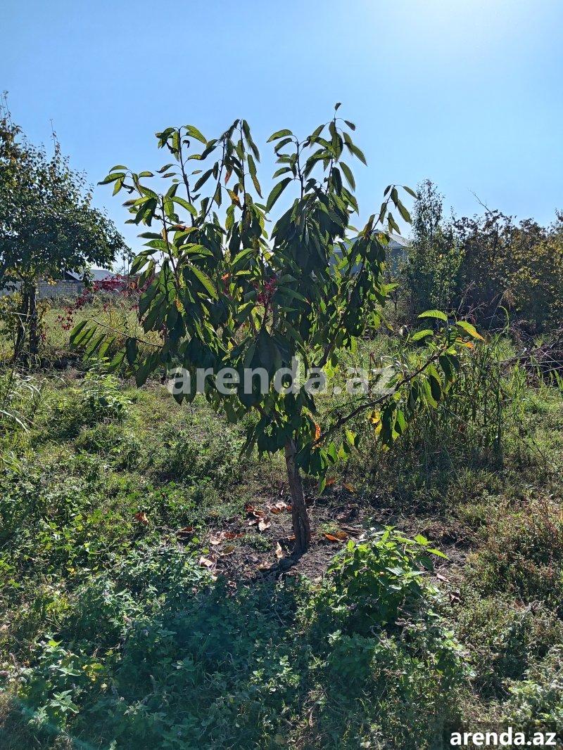 Satılır 2 otaqlı Həyət evi/villa Quba 9 Satılır 2 otaqlı Həyət evi/villa Quba 9