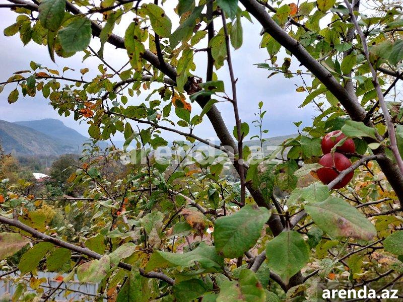 Satılır 2 otaqlı Həyət evi/villa İsmayıllı 11 Satılır 2 otaqlı Həyət evi/villa İsmayıllı 11