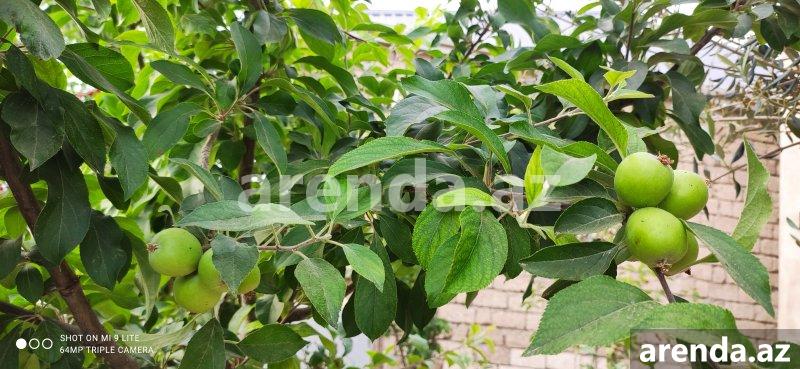 Satılır 4 otaqlı Həyət evi/villa, Buzovna, Xəzər rayonu 14 Satılır 4 otaqlı Həyət evi/villa, Buzovna, Xəzər rayonu 14