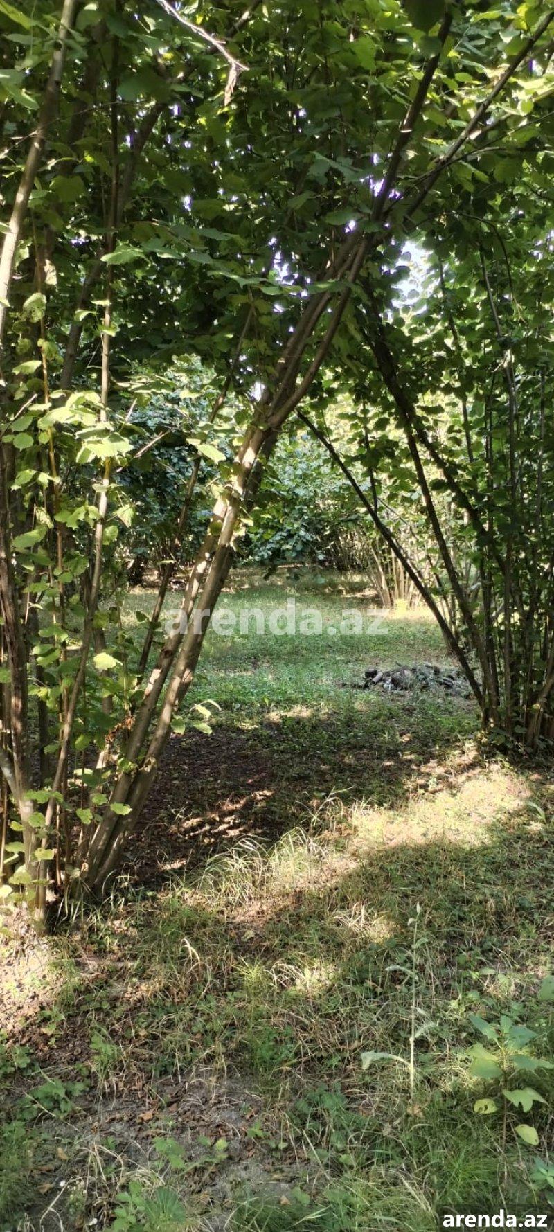 Satılır Torpaq Zaqatala 14 Satılır Torpaq Zaqatala 14