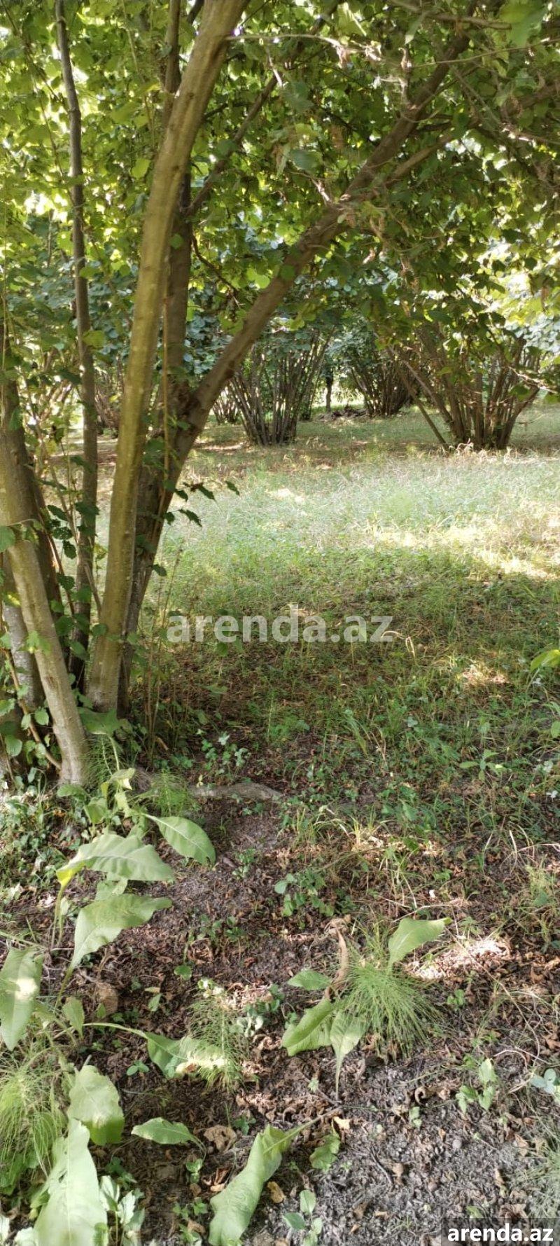 Satılır Torpaq Zaqatala 13 Satılır Torpaq Zaqatala 13