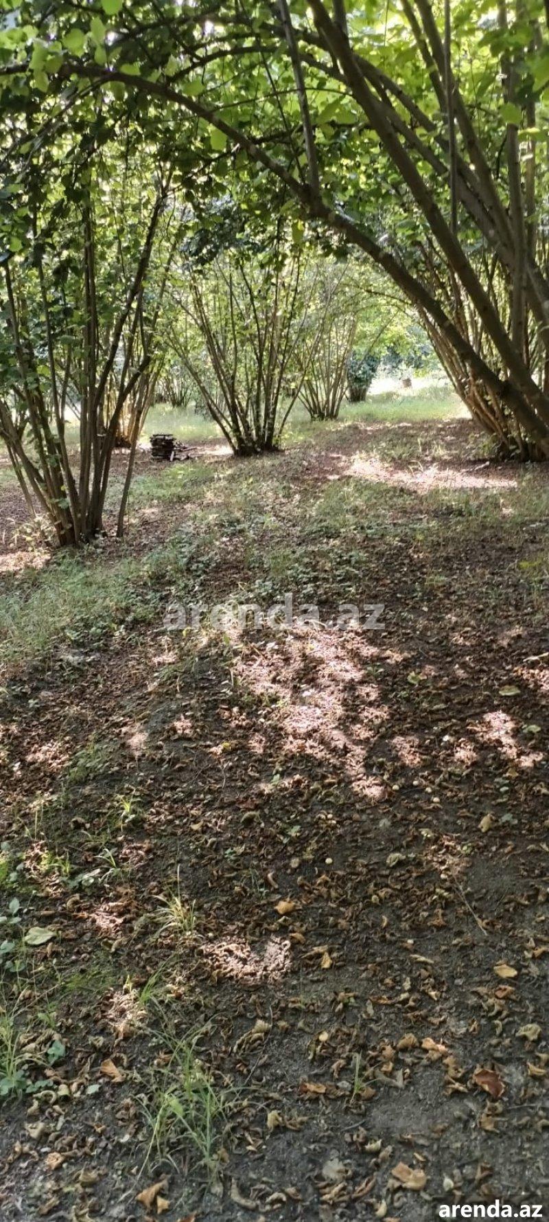 Satılır Torpaq Zaqatala 6 Satılır Torpaq Zaqatala 6