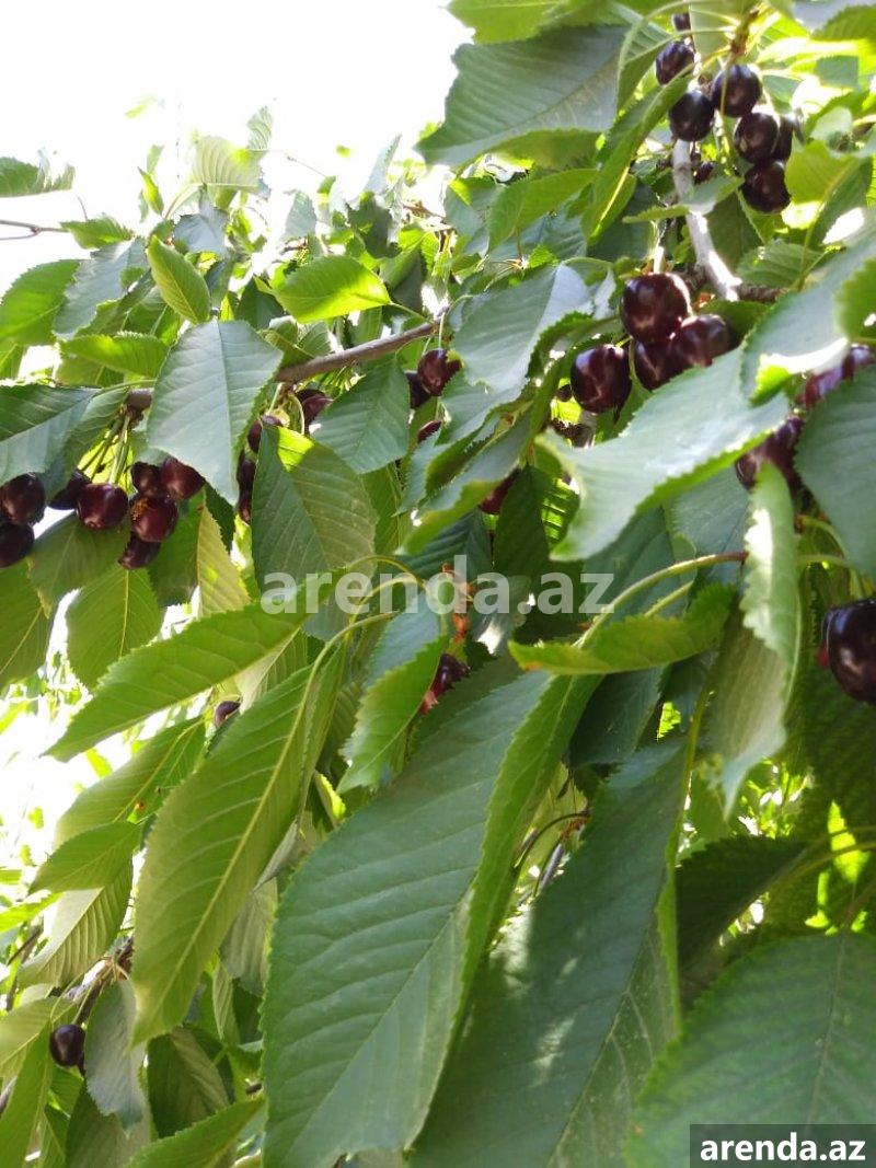 Satılır 5 otaqlı Həyət evi/villa, Hökməli, Abşeron rayonu 23 Satılır 5 otaqlı Həyət evi/villa, Hökməli, Abşeron rayonu 23