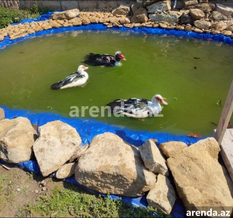Satılır 6 otaqlı Bağ evi, Şüvəlan, Xəzər rayonu 12