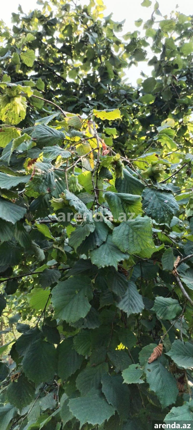 Satılır Torpaq Zaqatala 9 Satılır Torpaq Zaqatala 9