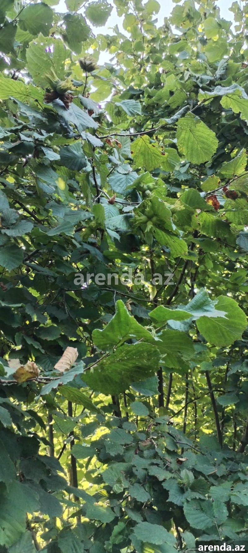 Satılır Torpaq Zaqatala 16 Satılır Torpaq Zaqatala 16