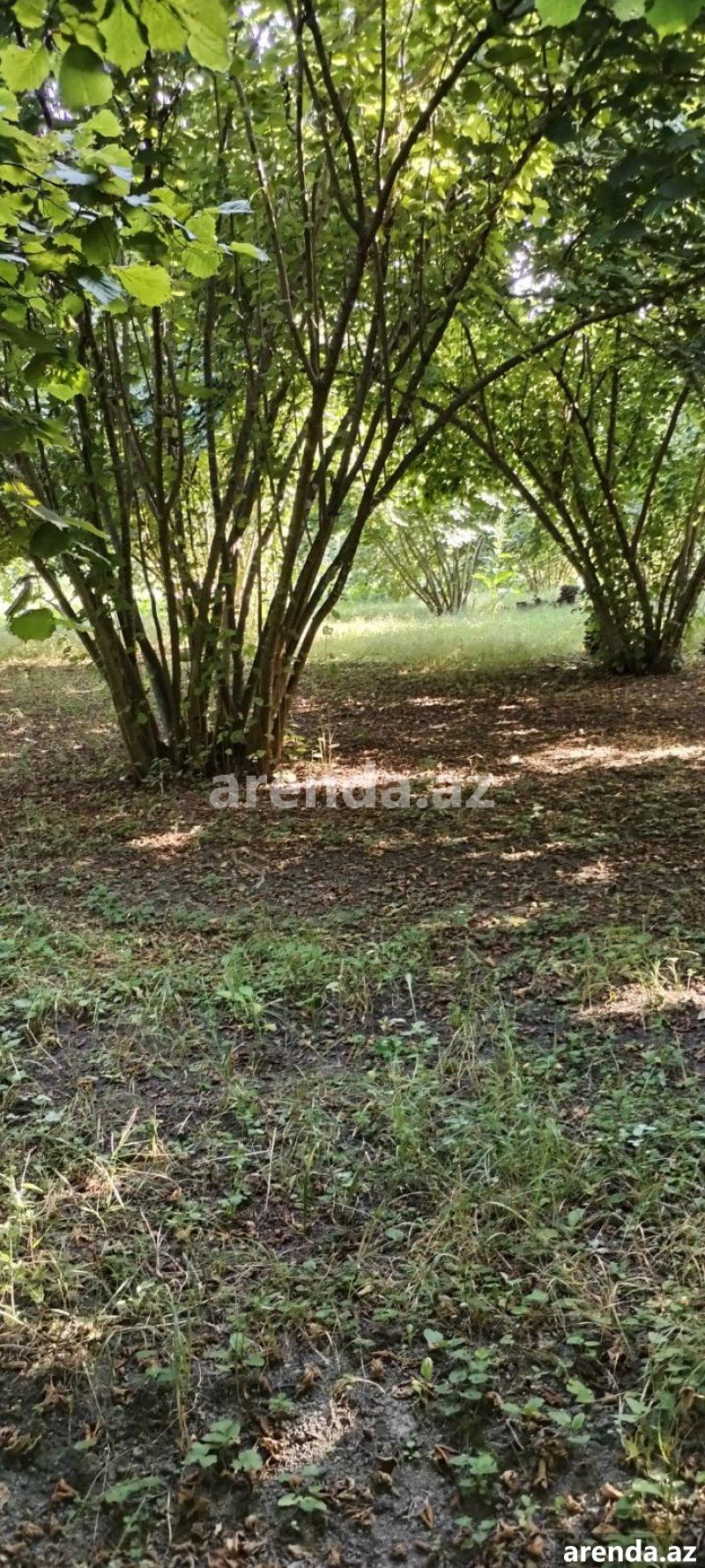 Satılır Torpaq Zaqatala 5 Satılır Torpaq Zaqatala 5