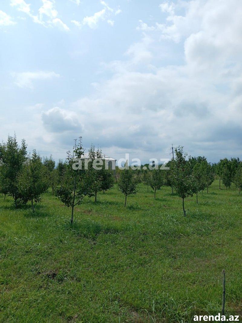 Satılır Torpaq Quba 3 Satılır Torpaq Quba 3