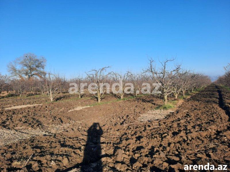 Satılır Torpaq Quba 1 Satılır Torpaq Quba 1