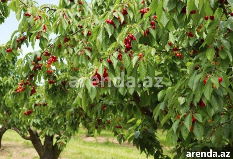 Satılır Torpaq Quba 2 Satılır Torpaq Quba 2