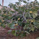 Продажа 5 комнатная Дома/Виллы, Гала, Хязяр район 4