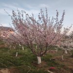 Satılır 4 otaqlı Bağ evi, Saray, Abşeron rayonu 5