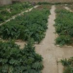 Satılır Torpaq, Masazır, Abşeron rayonu 6