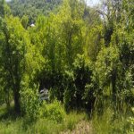 Satılır 3 otaqlı Həyət evi/villa İsmayıllı 11