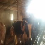 Продажа Объект, Новханы, Абшерон район 10
