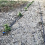Satılır Torpaq, Nardaran qəs., Sea Breeze, Sabunçu rayonu 17