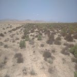 Satılır Torpaq, Ələt qəs., Sahil bağı, Qaradağ rayonu 7