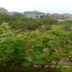 Satılır Torpaq, Saray, Abşeron rayonu 1