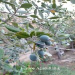 Satılır 6 otaqlı Həyət evi/villa Sumqayıt 15