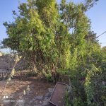 Satılır 3 otaqlı Bağ evi, Goradil, Abşeron rayonu 10