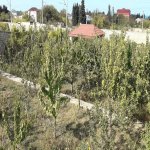 Satılır 8 otaqlı Bağ evi, Novxanı, Abşeron rayonu 25