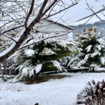 Kirayə (günlük) 4 otaqlı Bağ evi İsmayıllı 15