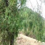 Продажа Участок Гёй-гель 2