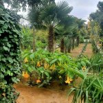 Satılır 7 otaqlı Həyət evi/villa, Mərdəkan, Xəzər rayonu 21