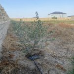 Satılır Torpaq, Nardaran qəs., Sea Breeze, Sabunçu rayonu 24