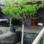 Kirayə (günlük) 3 otaqlı Həyət evi/villa Qax 6