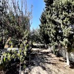 Satılır 6 otaqlı Bağ evi, Goradil, Abşeron rayonu 37