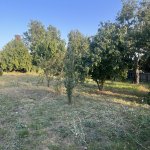 Satılır Torpaq İsmayıllı 3