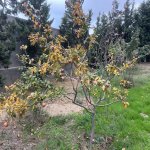 Kirayə (aylıq) 4 otaqlı Bağ evi, Fatmayi, Abşeron rayonu 10