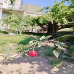 Продажа 5 комнатная Дома/Виллы, Гала, Хязяр район 8