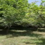 Satılır Torpaq Qəbələ 17