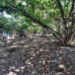 Satılır Torpaq Qax 10