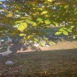 Satılır Torpaq Qəbələ 5